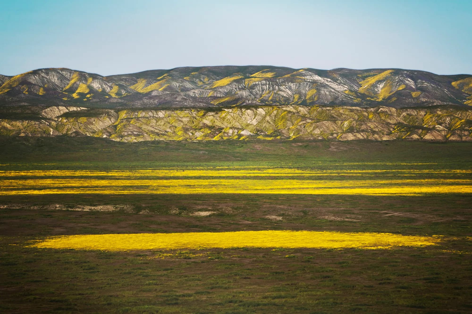 Golden hills streaked with yellow wildflowers above a valley floor in bloom