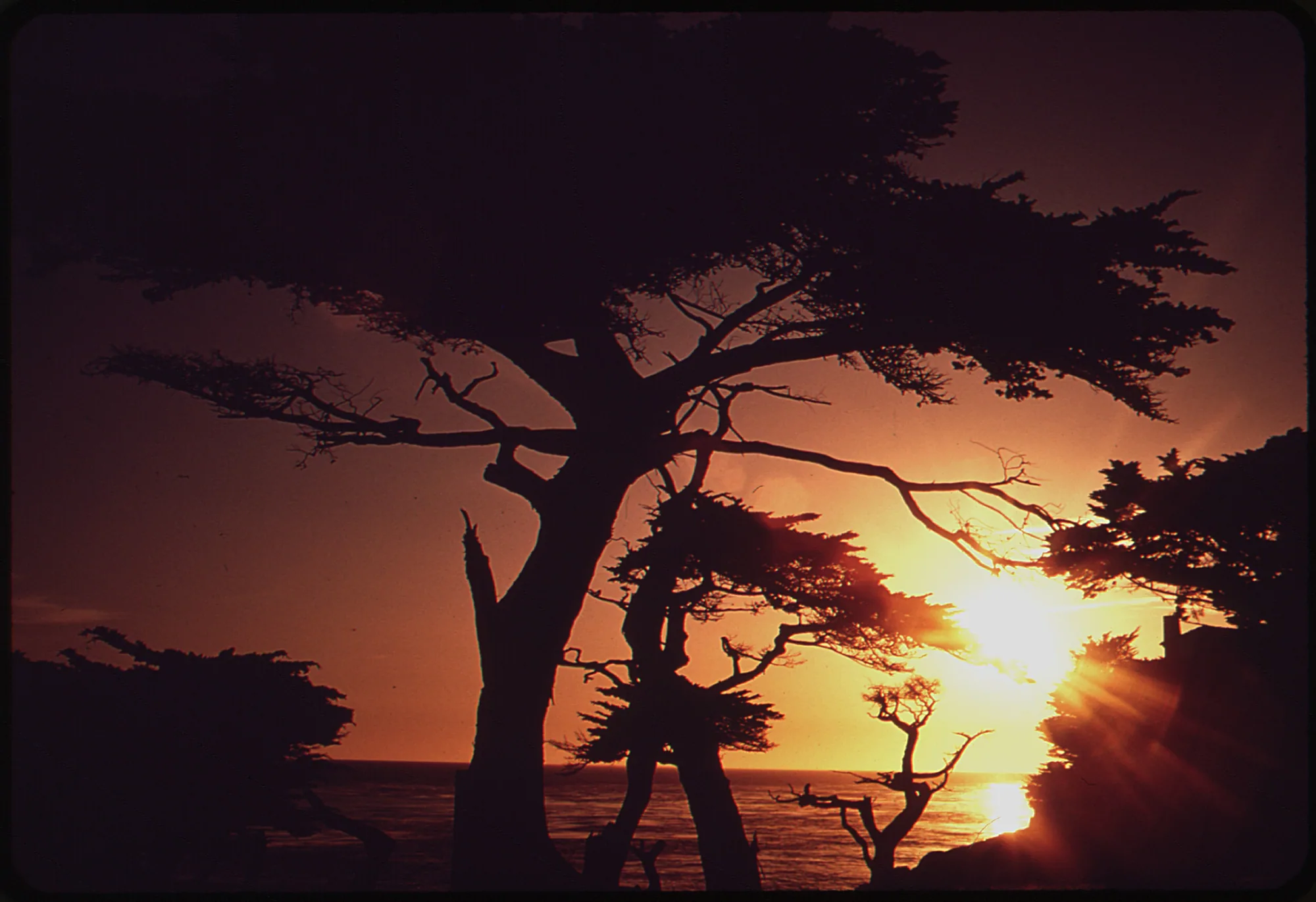 Wind-sculpted cypress trees silhouetted against a golden sunset over the Pacific