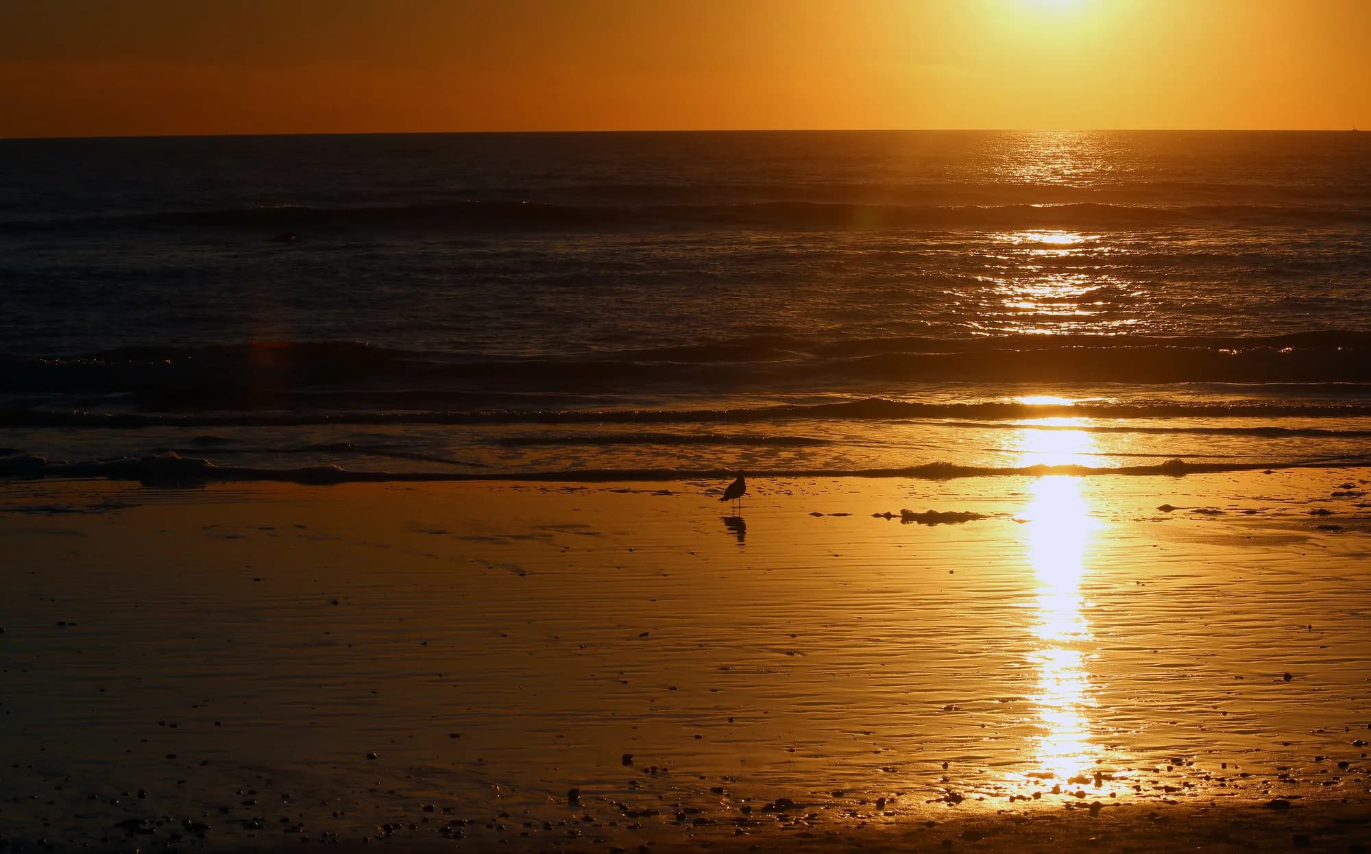 The sun setting over the Pacific, its reflection pooling on wet sand where a lone shorebird stands